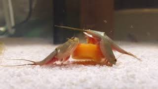 Tadpole Shrimp Triops eating carrot pieces [upl. by Navy]