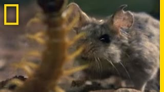 Centipede vs Grasshopper Mouse  National Geographic [upl. by Lillian746]