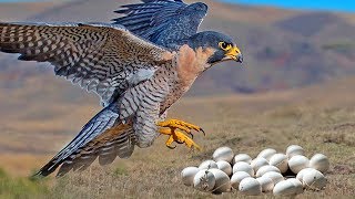 Great Mom Falcon Laying Eggs And Feeding Babies [upl. by Rehpitsirhc]