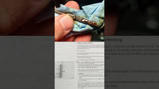 How to Check and Add Oil on a 25l VW shorts volkswagen [upl. by Simaj]