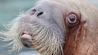 sound of walrus  walrus sounds underwater effects [upl. by Nilhsa]