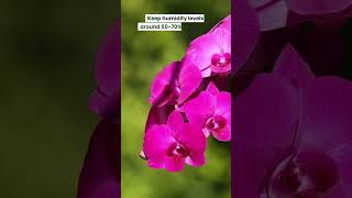 Secrets to Growing Exotic Orchids Indoors [upl. by Carlisle]