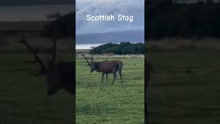 Stag  Isle of Arran rutting stags Stag scottishwildlife wildanimals Scotland wildlife deer [upl. by Htrag]