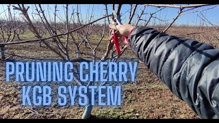 How to prune cherry Sunburst KGB system [upl. by Florella112]