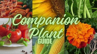 Companion plants Guide for your Organic garden shorts [upl. by Evilc932]