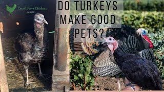 Do Turkeys make good pets  Are Turkeys aggressive  Raising Turkeys for beginners [upl. by Jamal]