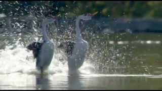 Dancing Love Ducks Grebes  Most Beautiful Dance by Birds [upl. by Slavin]