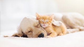 12 HOUR 4K HD MUSICAL PETCARE™ CALMING SLEEP MUSIC for DOGS and CATS by LIQUID MIND [upl. by Roque]