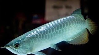 Golden Aquarium Thrissur Silver Arovana feding goldefish [upl. by Naujuj909]