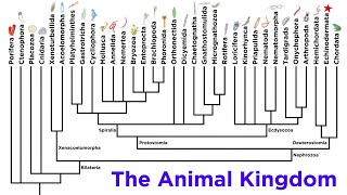 Major Divisions of Kingdom Animalia and the Problem With Animal Phyla [upl. by Ettennaej898]