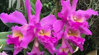 MISSOURI BOTANICAL GARDEN ORCHID SHOW 2016 [upl. by Talie]