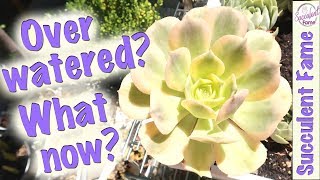 Overwatered Succulents What You Should Do [upl. by Repsac]