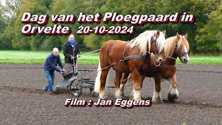 Dag van het Ploegpaard in Orvelte 20 10 2024 [upl. by Cave955]