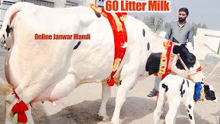 60 Litter Milk Friesian Jersey Cow In Pakistan  Rana Dairy Farm Sargodha  Biggest World Record Cow [upl. by Llenrod875]