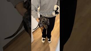 I thought I got a Dachshund but these slippers are so cute🥹🐾 dachshund slippers gift [upl. by Carry727]