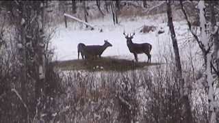 Saskatchewan Deer hunt 171quotgross score 15point  Sask Can Outfitters [upl. by Killian286]