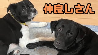 ママしゃと愛犬に贈る「愛の歌」 [upl. by Henning]