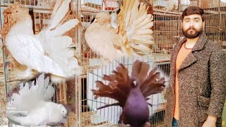 Fancy Pigeon farm Lucky Fancy Kabootar American fantail Different colorsChand Aamir Vlogs [upl. by Tortosa]