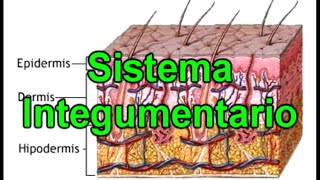 El Sistema Integumentario  La Piel  Documental de Biología [upl. by Nohsar683]