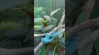 Sunda White Lipped Pit Viper viper malaysia snakevideo [upl. by Noj]