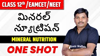 మినరల్ న్యూట్రిషన్  APampTS Board Class12thNEETEAMCET  Mineral Nutrition [upl. by Jeromy]