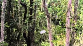 Great Egret Chicks Sibling Rivalry [upl. by Bresee]