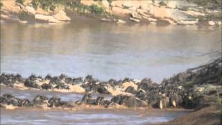 Great Migration Successful Crossing Mara River Maasai Mara Kenya [upl. by Amandi]