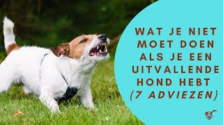 Wat je niet moet doen als je een uitvallende hond hebt 7 adviezen [upl. by Hairahcez973]