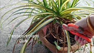 How to care Pendanus plant [upl. by Agatha458]