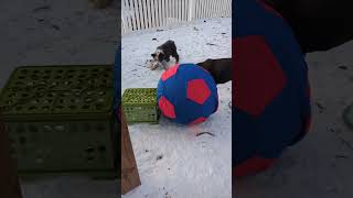 Black and Tan Coonhound Puppy vs Huge Ball [upl. by Lamonica]