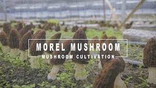 Indoor Morel Mushroom Cultivation  Exogenous Nutrient Bags [upl. by Crooks424]