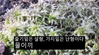 물이끼 Sphagnum palustre L [upl. by Doreg552]