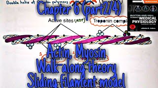 The Mechanism of Muscle Contraction Sarcomeres Action Potential and the Neuromuscular Junction [upl. by Nesmat]