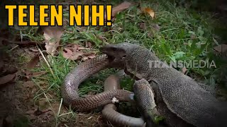 Beraninya Lawan Biawak Kobra Ini Dilempar  SI OTAN [upl. by Eihpos]