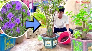 grow Mexican Petunia flowers easy and beautiful  bonsai Ruellia Brittoniana [upl. by Premer199]