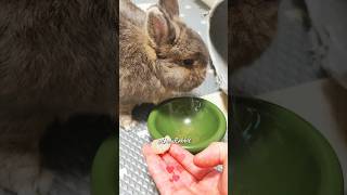 My Rabbit Refuses To Try Longan Fruit [upl. by Rurik197]