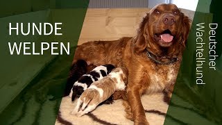 Hundewelpen ► Rias Nachwuchs Deutscher Wachtel Hundewelpen [upl. by Arikahs751]