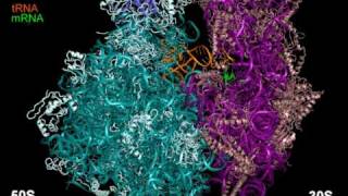 70S ribosome rotating 3x [upl. by Aysab]