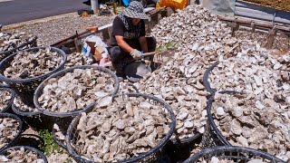 Fresh！Oyster Harvesting and Cooking  Fried Oyster Oyster Omelette極鮮！蚵仔採收及料理生蠔、鐵板鮮蚵、蚵仔酥 [upl. by Ribaj]