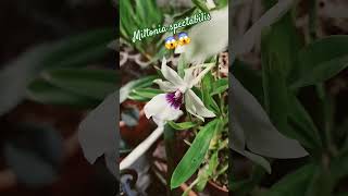 Miltonia spectabilis 😱 reikiamorbusinessplantsorchideeorchiorquideasshogardensuenodormir [upl. by Okim100]