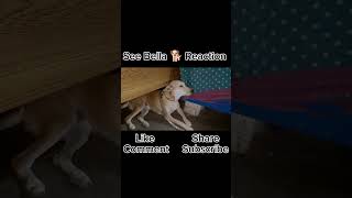 See Bella 🐕 Reaction youtubeshorts dog dogloverschannel dog namaz [upl. by Porter]