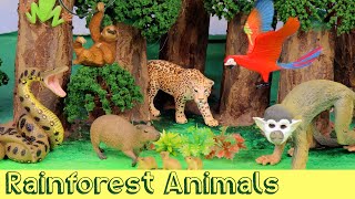 Meet the Amazon Jungle Animals  DIY Diorama [upl. by Steere]