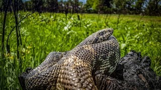 Catching a Monster Bull Snake [upl. by Tharp]