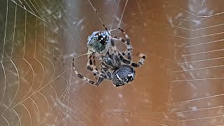 Giant Crusader Spider vs Bug  Araneus diadematus  Nezara viridula  Southern Green Stink Bug [upl. by Victorie]