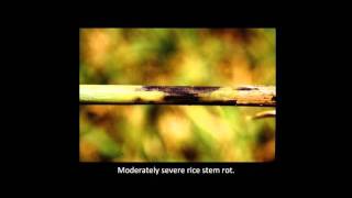 Rice Diseases Stem Rot [upl. by Ydissahc647]