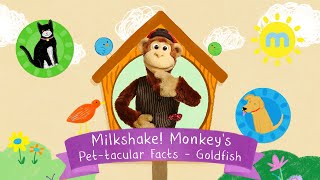 Milkshake Monkeys Pettacular Facts  Goldfish [upl. by Eignat778]