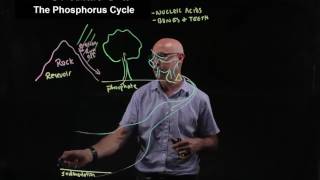 The phosphorus cycle [upl. by Dur]