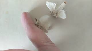 Silkworm Moth Bombyx mori Mating Behavior [upl. by Bottali]