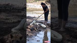 Girl saves hyena from python attack [upl. by Auqinom]