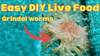 Culturing grindal worms for small freshwater fish  live foods for aquarium [upl. by Devan]